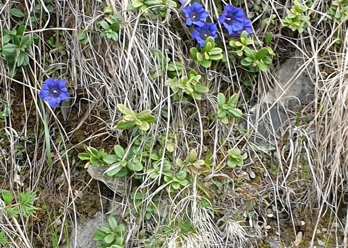 Hotel Edy Bruggmann Ag